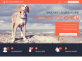Meilleure Assurance Chien